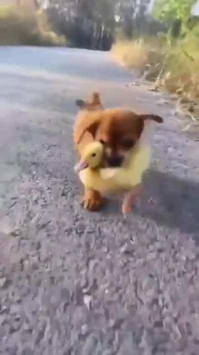 Puppy and Duckling