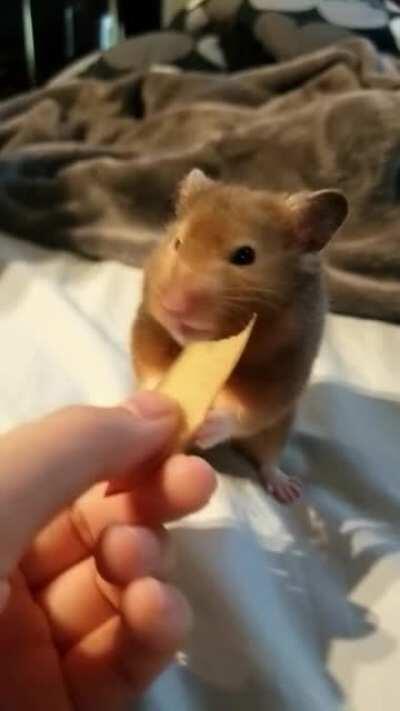 my hamster Benjamin savouring every bite of this apple