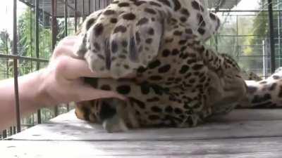 Rescued Leopard purrs and loves head scratches.