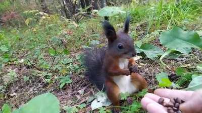 My hobbies are hypnotizing squirrels