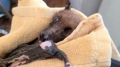 Statler, a rescued 33 year old Indian flying fox here at Bat World Sanctuary, has been getting some crazy social media attention lately! He sends his love and appreciation 🖤