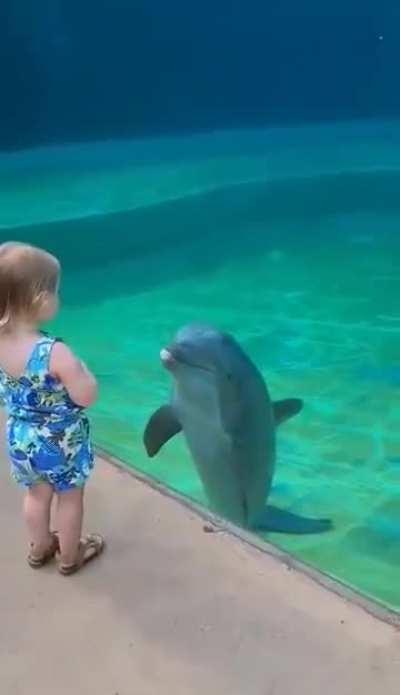 Talking Dolphin