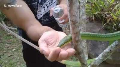 Thirsty snake drinks water from hiker's palm during drought in Thailand