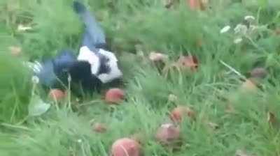 Magpie ate too many fermenting apples and got drunk.