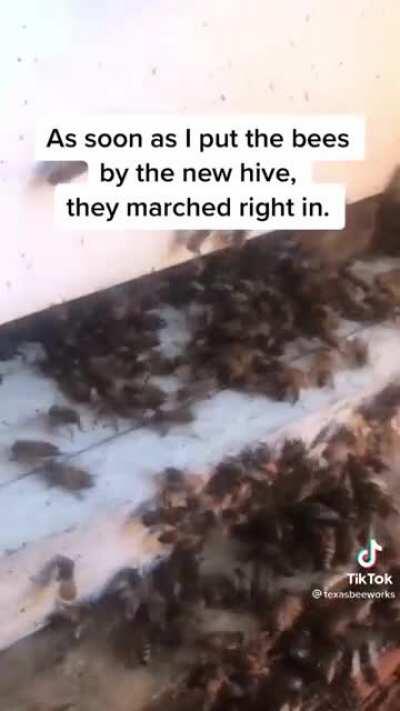 SAVE THE BEES!!!