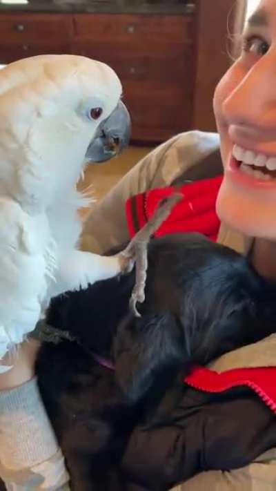 Cockatoo Showing Affection To New Puppy