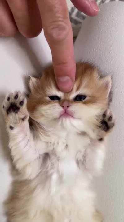 this kitten paws