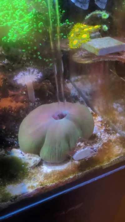 My clownfish got stuck in my mushroom coral