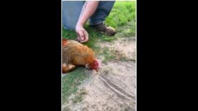 If you put a chicken's head on the ground and draw a straight line in front of it, the chicken can be hypnotized. This is an example of &quot;tonic immobility&quot;.