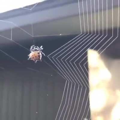 Little spider weaving its web.