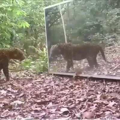 🔥 Jaguar spooks herself