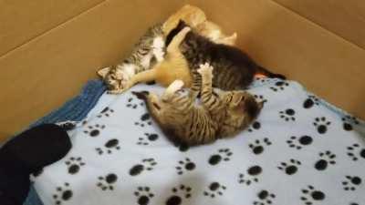 It is tough to get up when you have a full belly & short limbs! (Foster kittens when they were 3 weeks old)