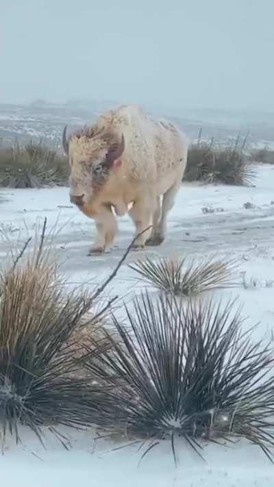 🔥A very rare White Buffalo