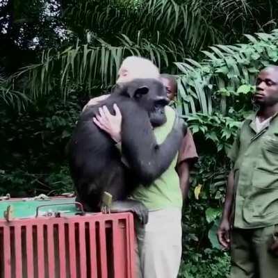 El equipo de Jane Goodall rescata un chimpancé y le da un abrazo...