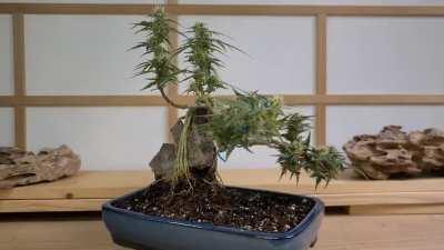 Having too much fun growing bonsai inspired cannabis