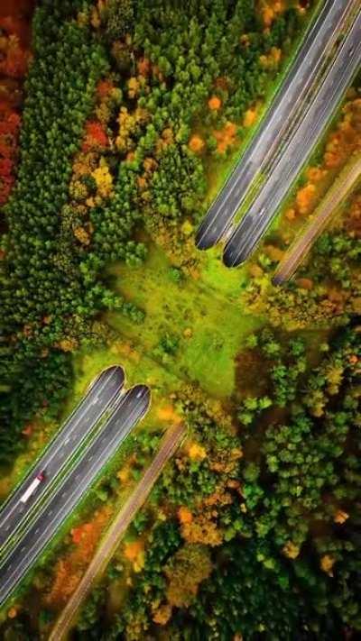 Veluwe wildlife crossing (Netherlands)