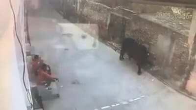 A bull gives a lesson to a human