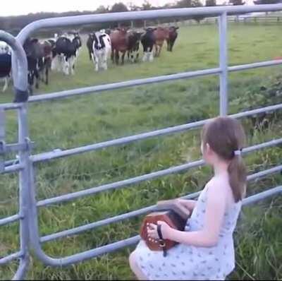 Cows do love accordion