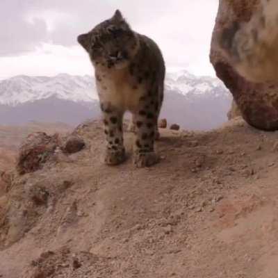 🔥 A gorgeous family of snow leopards checking out a wildlife cam in Ladakh, India 🔥