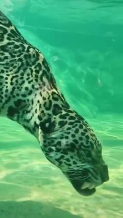 A Jaguar underwater