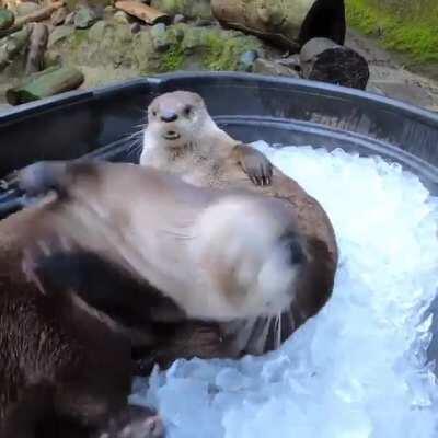 Otters have an ice bath