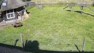 Goat and rooster saving chicken from hawk attack