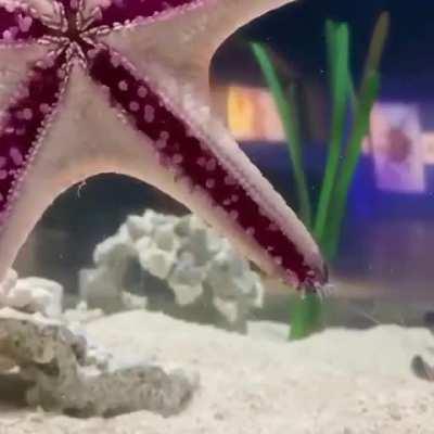 This is how a starfish walks