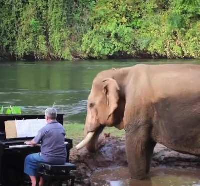 Paul Barton is a pianist who once performed in front of packed concert halls in Yorkshire. He has traded that life for the jungles of Thailand, where he performs for blind and handicapped elephants.