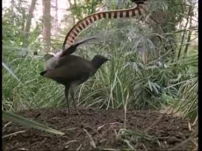 Amazing bird can imitate all sounds - Attenborough