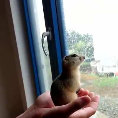 auto-leveling meerkat