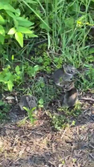 Baby Bunnies