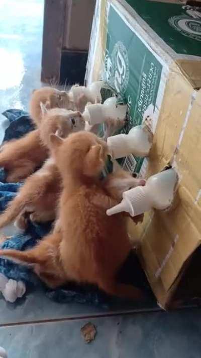 Woman saves kittens and sets up this feeding station for them at her home