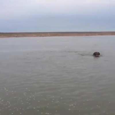 🔥 Bear chases boat, almost intercepting it! How would you feel on board?