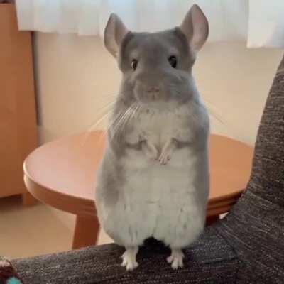 Chinchilla, say hello