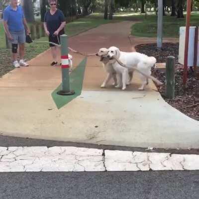 Good Bois With A Stick GIF