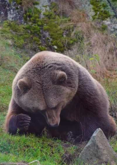 🔥 When Naptime Calls: The Epic Struggle of an Epic Bear Finding His Comfy Spot