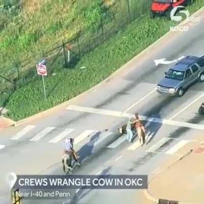 Helicopter footage of a loose cow by emergency services and cowboys in OKC