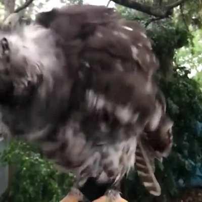 🔥 This owl is really shaking off 🔥