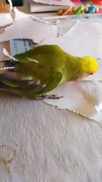 Parrot dressing up itself