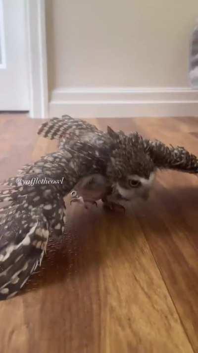 🔥 Moist Owlette Time Yaffle The Owls Bath Time Natur 9500