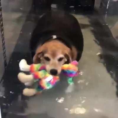 Rescue chonker with his support toy as he exercises