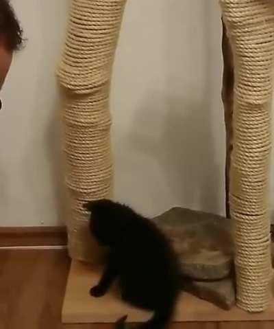 This guy teaching his cat to use scratching post