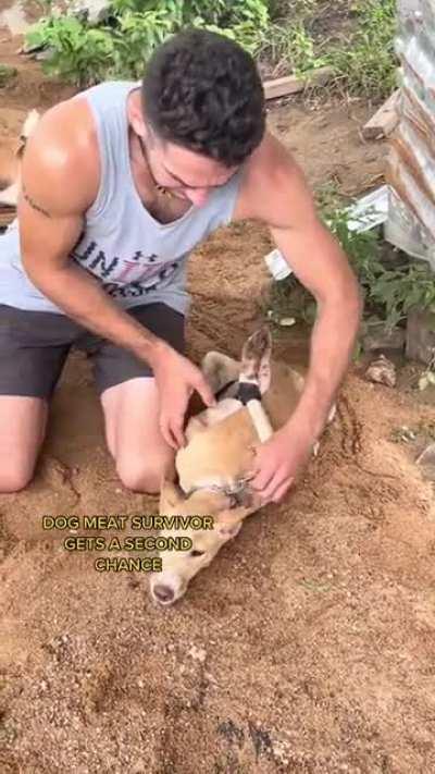 MOST VIRAL DOG RESCUE ON TIKTOK! DOG SAVIOR GLOBAL