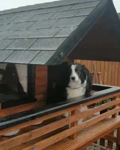 This is Maya. Her owner built her a luxury log cabin.