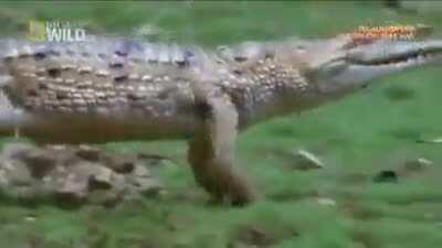 🔥 Freshwater Crocodiles can gallop like a horse to travel faster