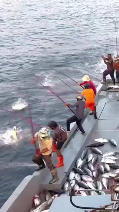 This pole and line tuna fishing 