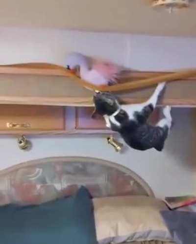 Cat becomes the American Ninja Warrior to rescue his pal.