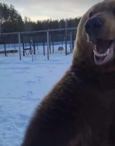 🔥 Brown bears🐻 The largest brown bears weigh up to 500-600 ...