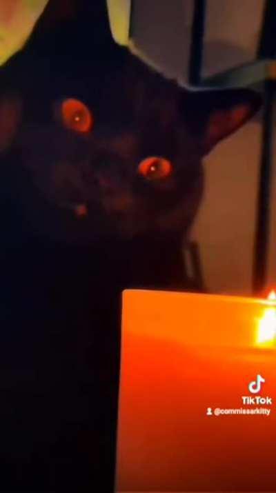 Dark lord Kitty sees his destiny in the flames.