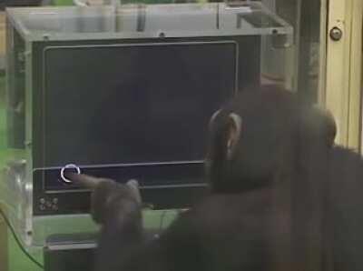 Chimpanzee has insane memory skills